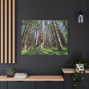 California Rockefeller Forest at Humboldt Redwoods State Park Canvas — 'Giants of the Forest' Woodland Photography Wall Art