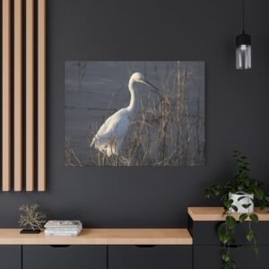 Snowy Egret Canvas Wall Art — Grace Among the Reeds, Golden Hour Wildlife Photography