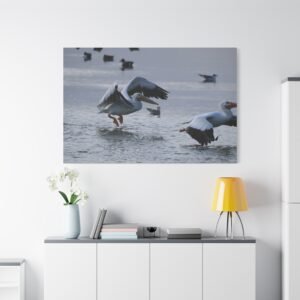 Pelicans Taking Flight Canvas, Wildlife Photography in Wetland Habitat Wall Art