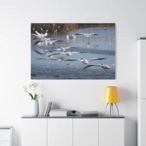 American White Pelicans in Flight Canvas, Wildlife Photography of Wetland Habitat Wall Art