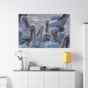 White Pelican Flock Matte Canvas Wall Art — Stretched Nature Photography Print