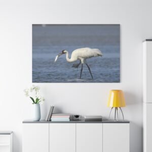 Texas Port Aransas Leonabelle Endangered Whooping Crane Canvas: Fishing in Shallow Waters, Wildlife Photography Wall Art