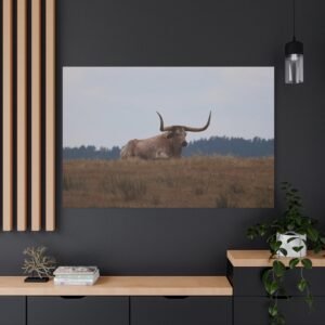 Long-Horned Bull Wildlife Canvas — "Majesty in Repose" Documentary Wall Art