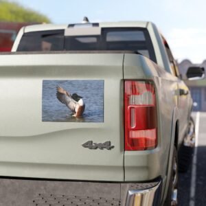 Car Magnet — Northern Shoveler Duck Photo