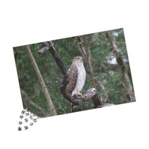 Cooper's Hawk Photo Puzzle — Wildlife Jigsaw Puzzle (110–1014 pcs)
