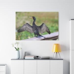 Florida Wings Spread Wide Canvas: Double Crested Cormorant Drying Posture, Wildlife Photography Landscape Wall Art