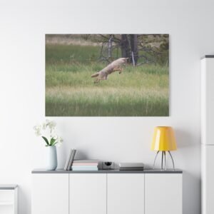 Leap of the Wild Canvas: Coyote in Motion, Wildlife Photography, Grassland Hunting Wall Art