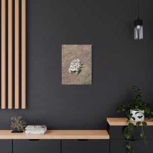 Jumping Spider Canvas Photography, Documentation Wall Art