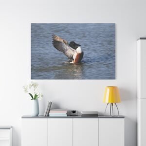 Northern Shoveler in Flight Canvas: Male Duck with Extended Wings, Wildlife Nature Photography Wall Art