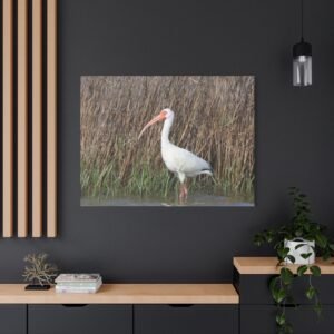 Graceful Ibis in Wetland Habitat Canvas: Wildlife Photography Wall Art