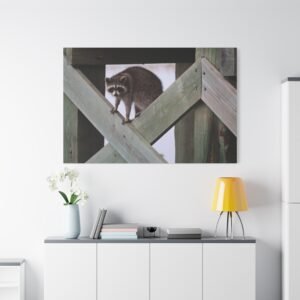 Timber Dweller Canvas: Raccoon Wildlife Photography, Landscape Wall Art