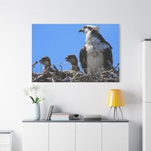 Osprey Family Nest Canvas: Wildlife Photography, Birds of Prey Family Portrait Wall Art