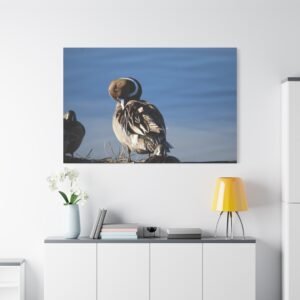 Northern Pintail Duck Canvas: Wildlife Photography, Waterfowl Portrait, Natural Habitat Study Wall Art