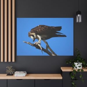 Vigilant Predator Canvas: Osprey Perched on Branch, Wildlife Photography, Portrait Wall Art