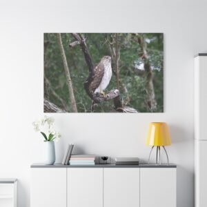 Cooper's Hawk Sentinel of the Woods Canvas: Birds of Prey Wildlife Photography Portrait Wall Art
