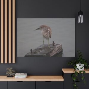 Black-crowned Night Heron Sentinel of the Shallows Canvas: Wildlife Photography, Wetland Bird Portrait Wall Art