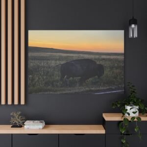 Golden Hour Grazer Canvas: Bison Wildlife Photography, Landscape at Sunset Wall Art