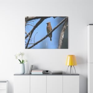 Cedar Waxwing on Birch Branch Canvas: Wildlife Bird Photography, Portrait Nature Ornithology Art Wall Art