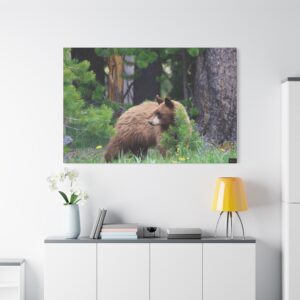 Forest Explorer Canvas: Young Cinnamon Bear in Wilderness, Wildlife Photography Wall Art